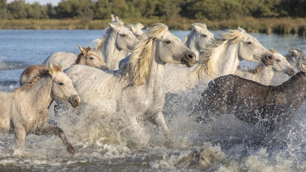 Camargue