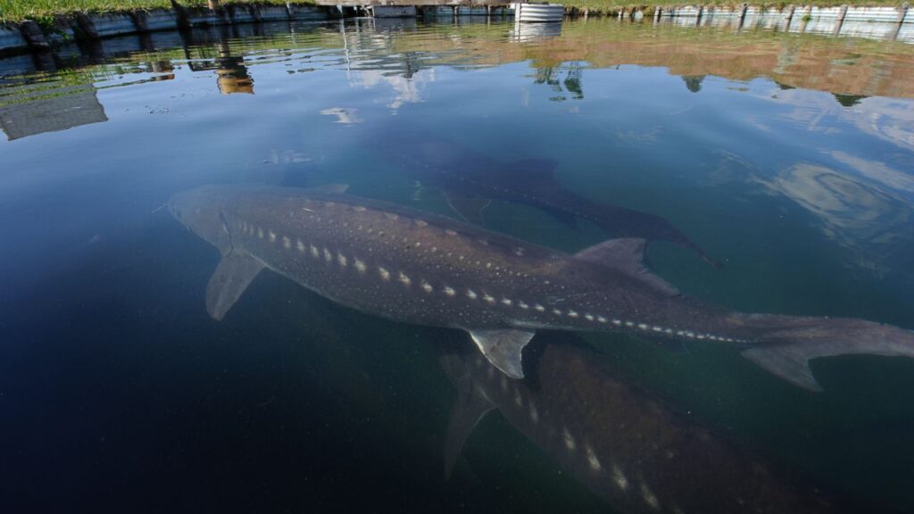 white sturgeon
