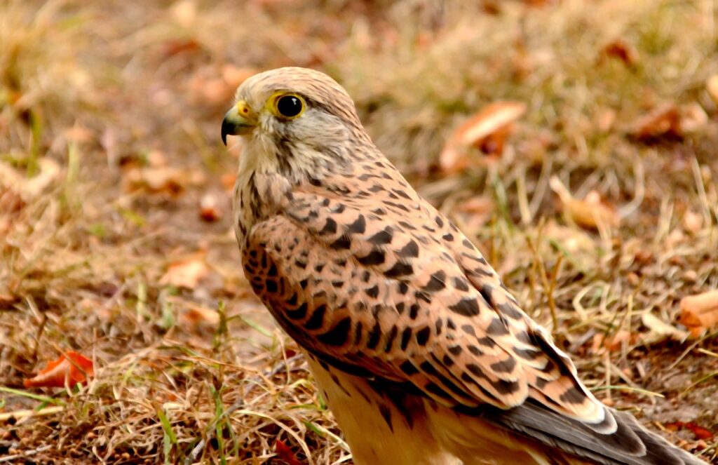 American Kestrel