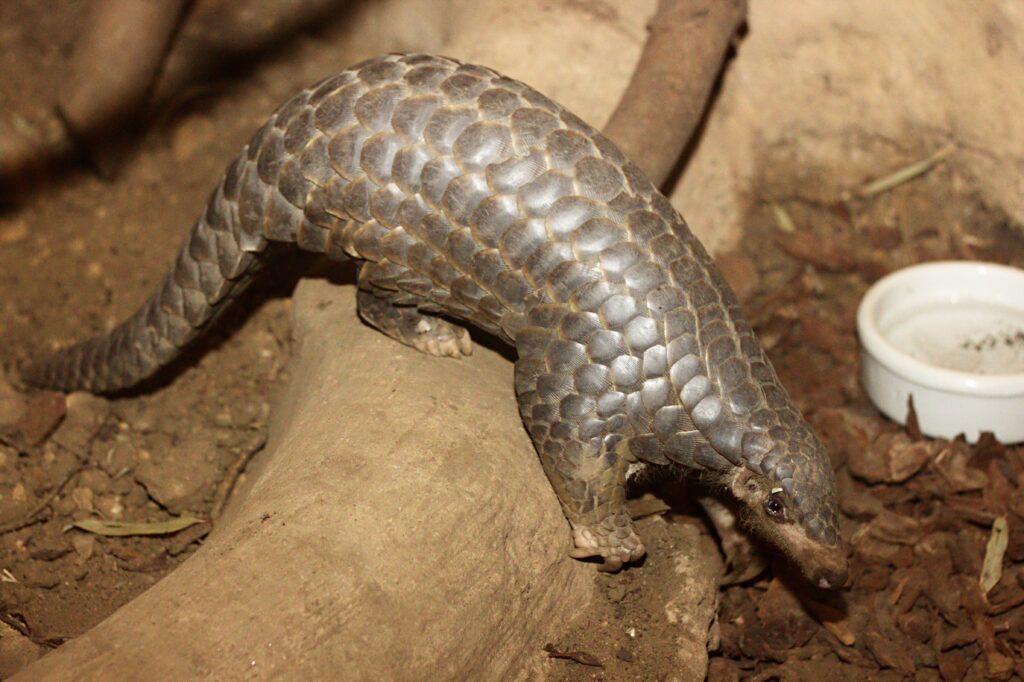 Chinese pangolin