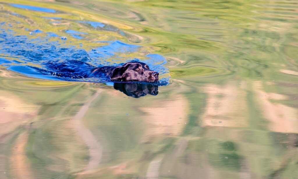 Black Labrador swimming