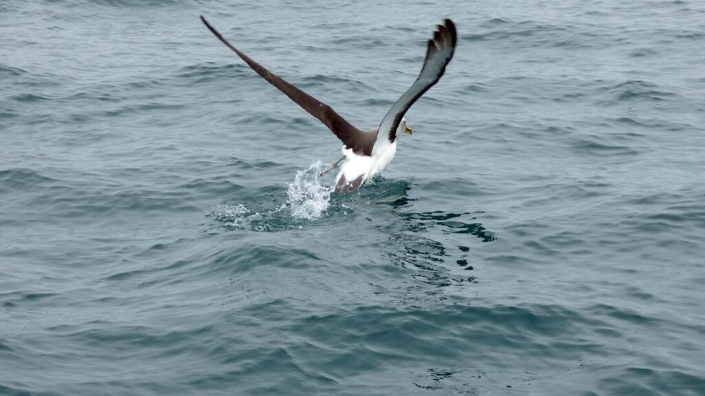 Albatross