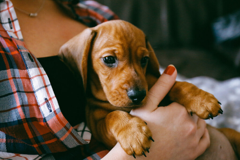 Woman with a Dachshund puppy