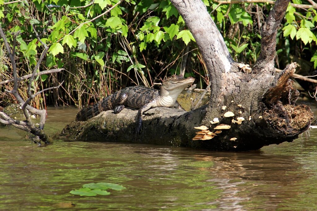 Alligator