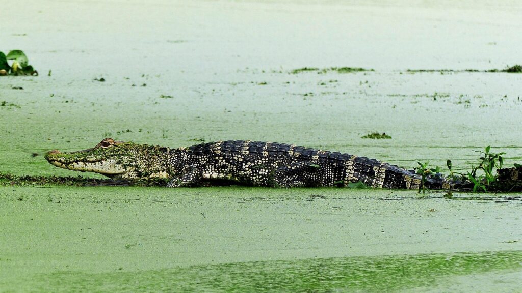 Alligator