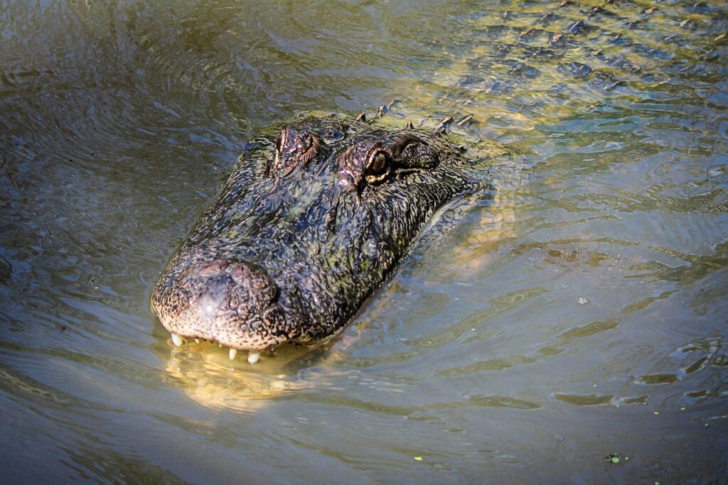 Alligator in water