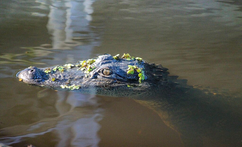 Alligator