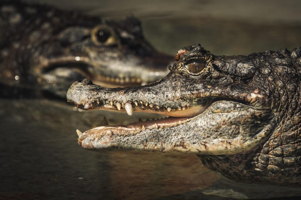 Alligators
