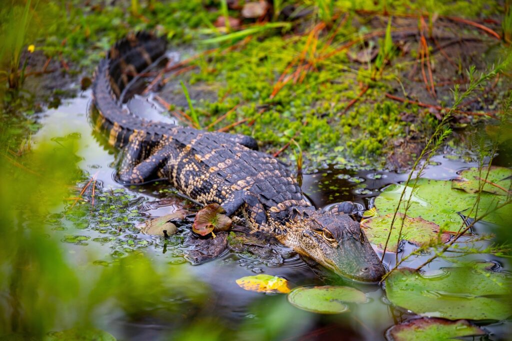 Alligator