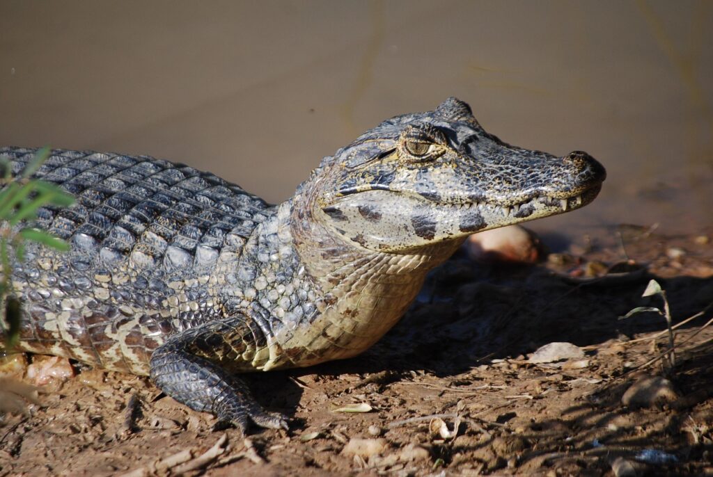 Alligator