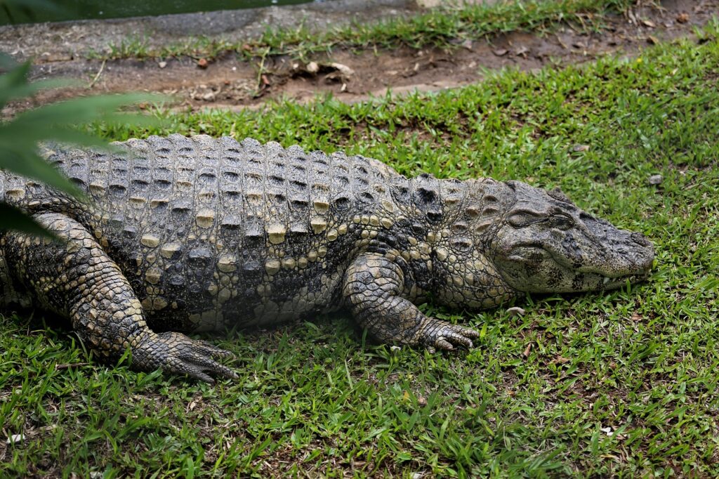 Alligator