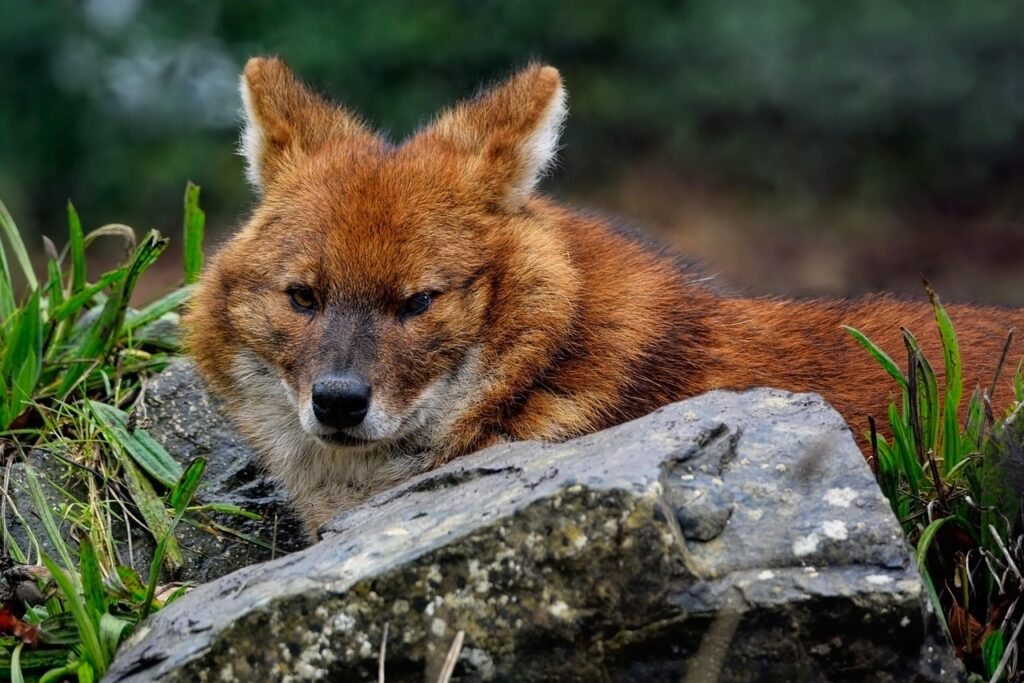  An aware Dhole