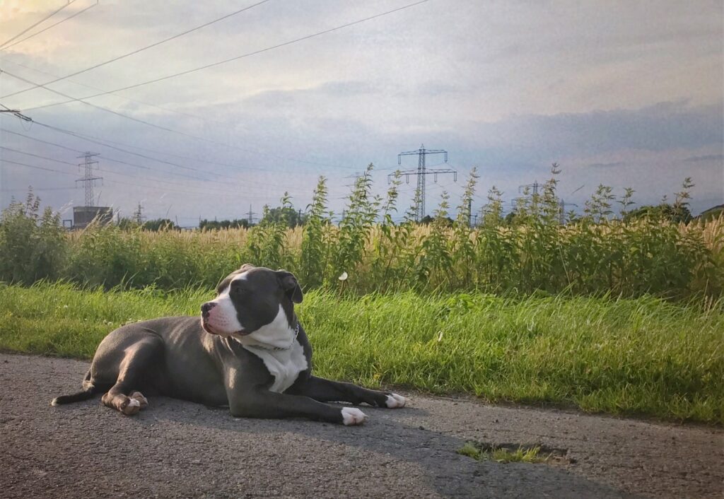 american-bully-2735008_1280