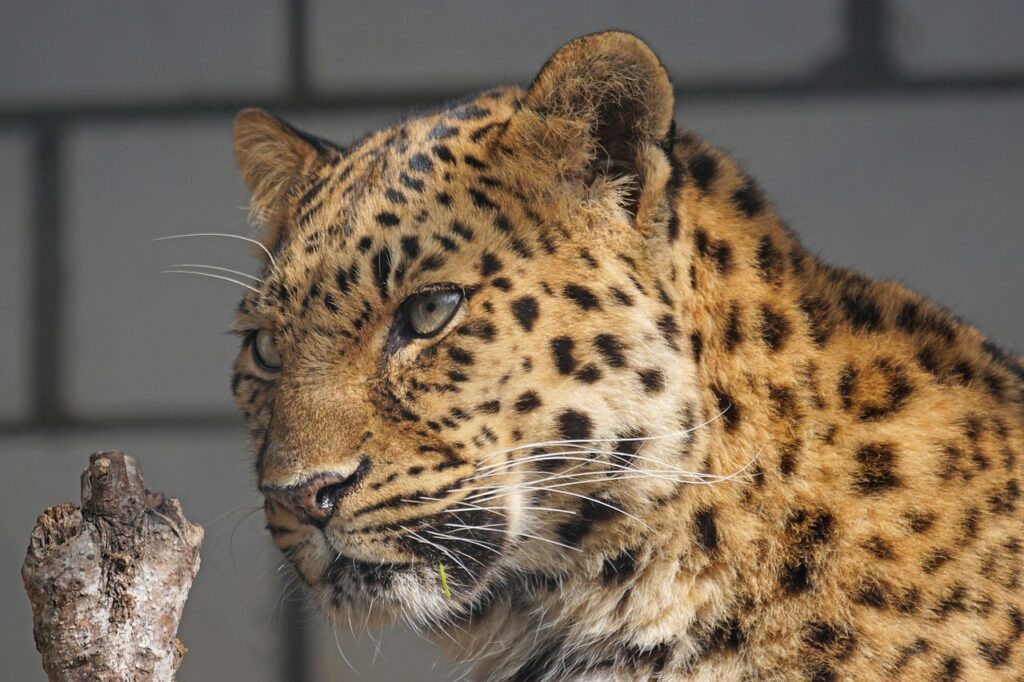 amur leopard