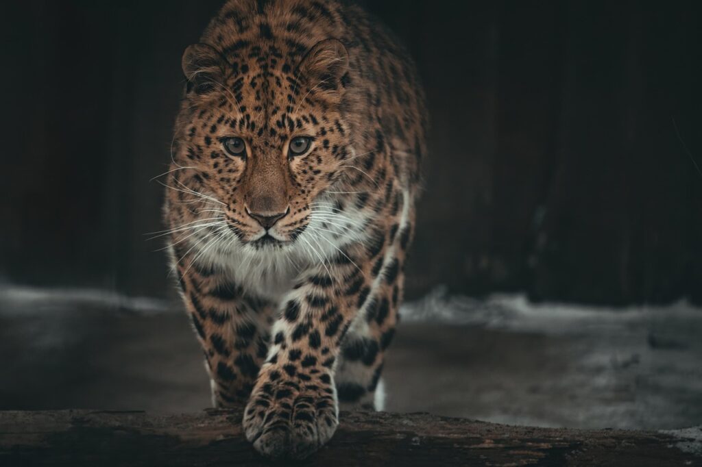 amur-leopard-7767843_1280