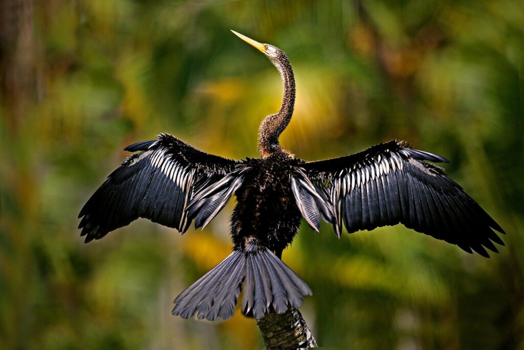 Anhinga