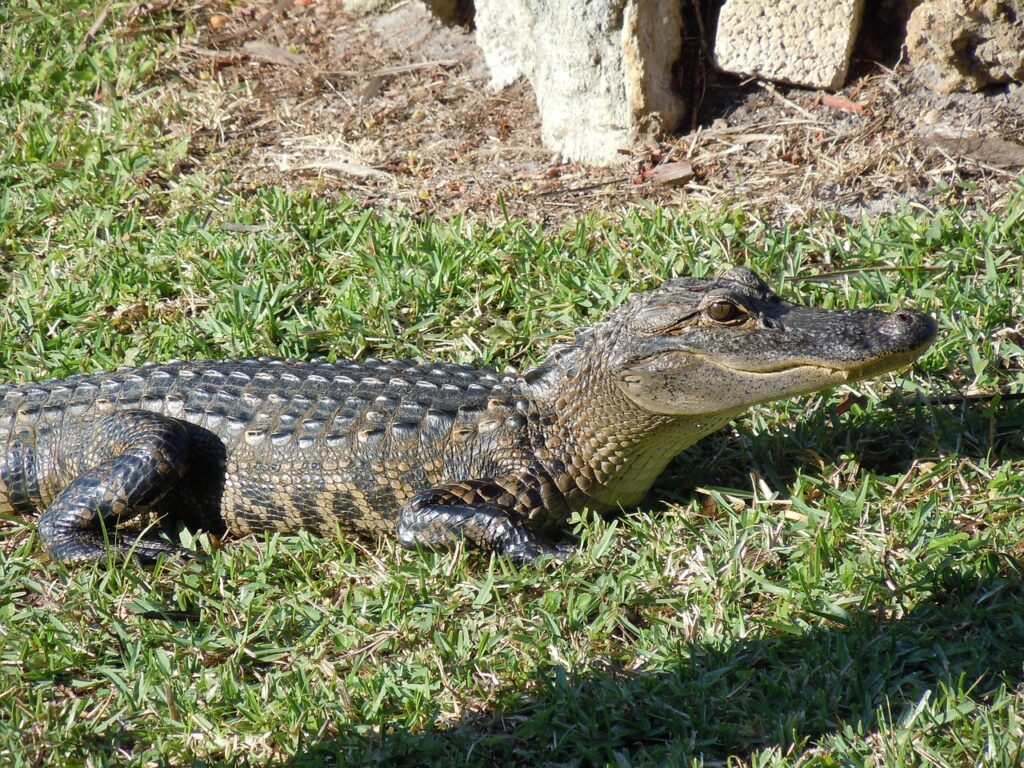 Alligator