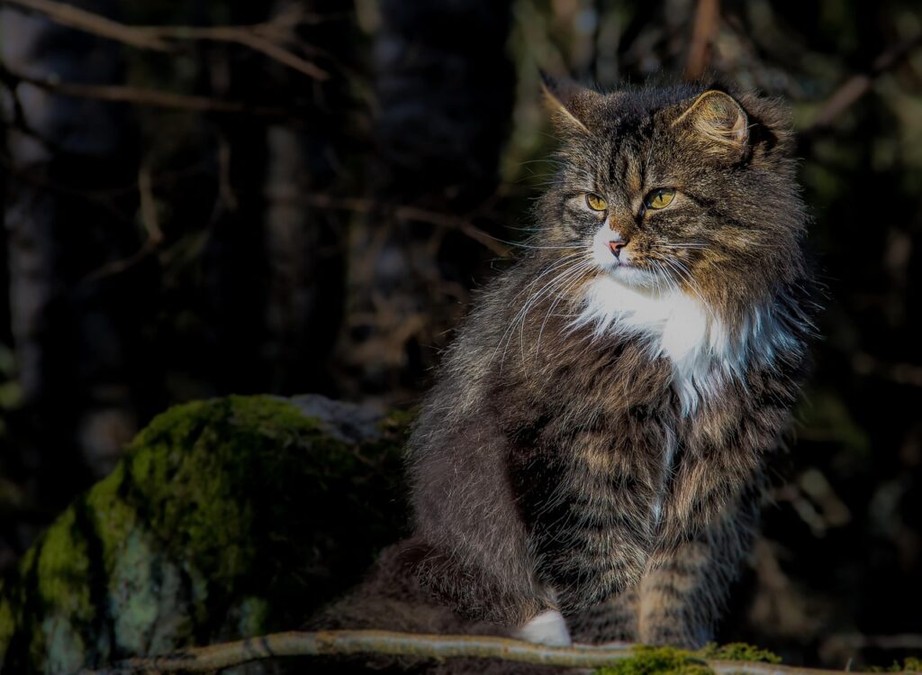 norwegian forest cat