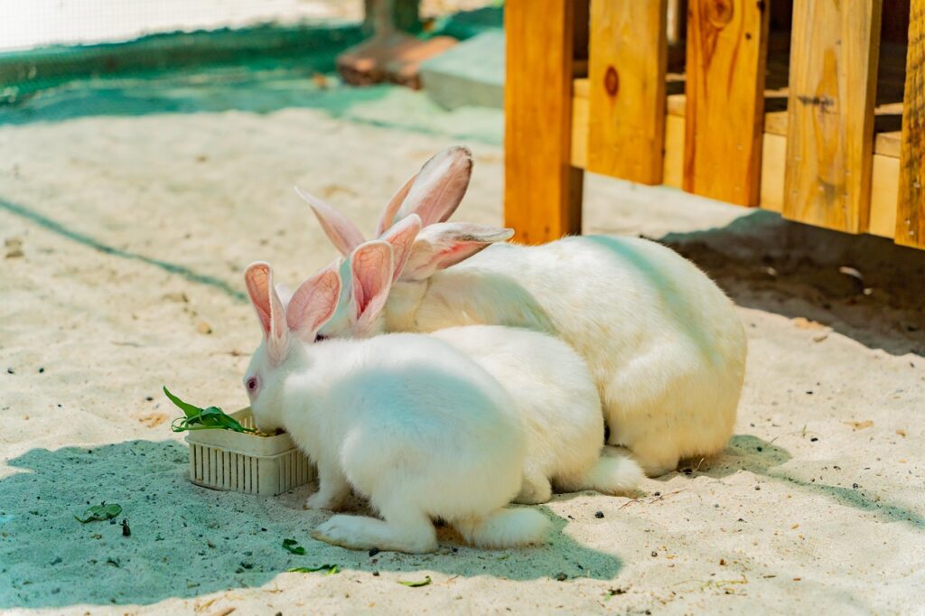 Rabbit eat