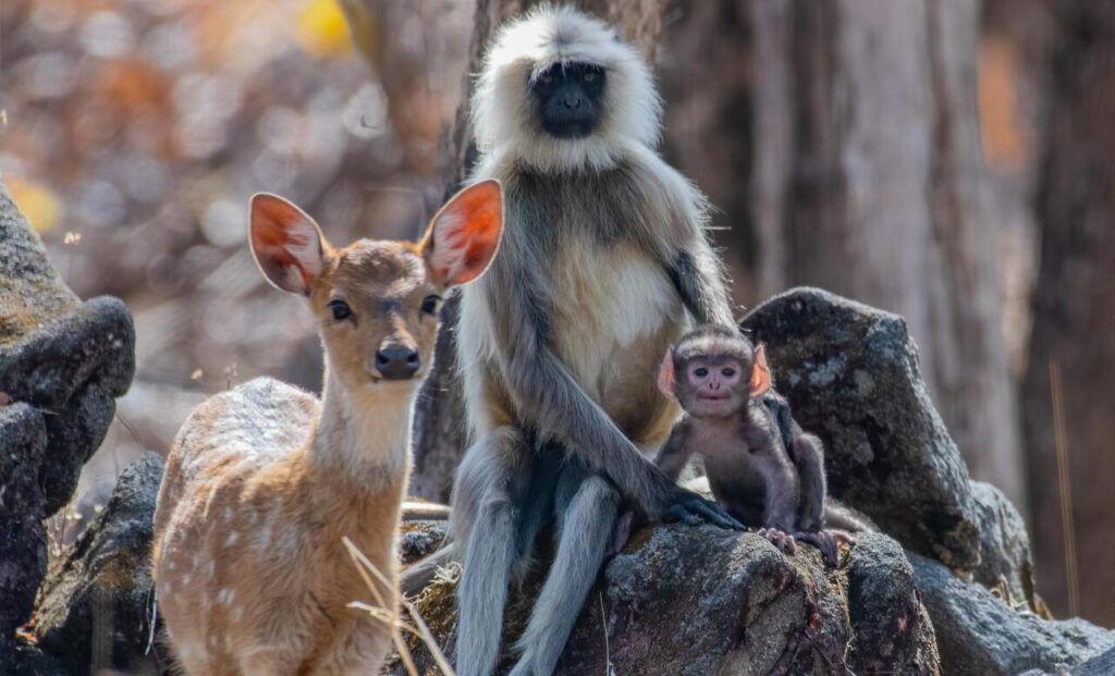Monkeys and a deer