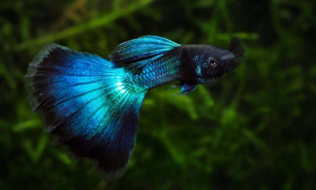 A Blue Moscow Guppy