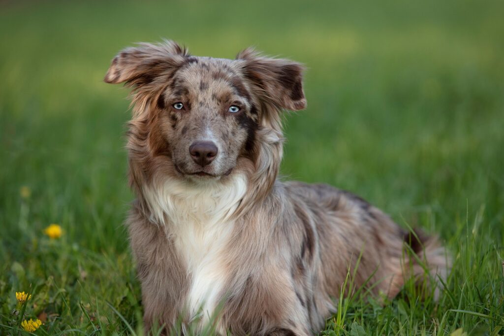 Australian Shepherd