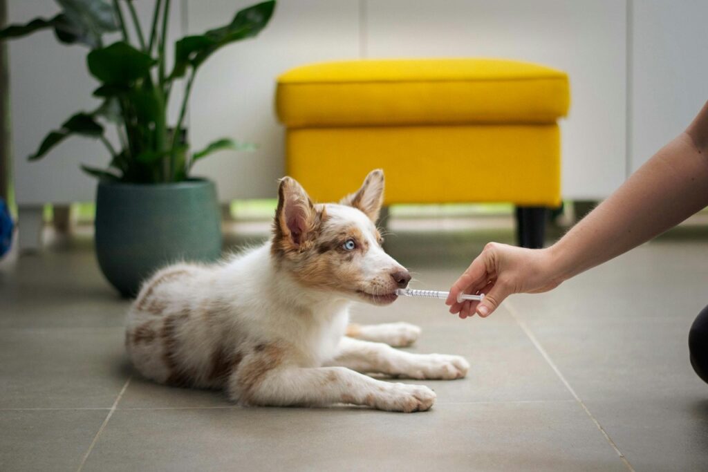 Dog home Remedies