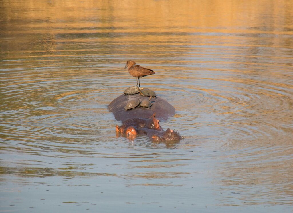 turtle and Hippopotamus