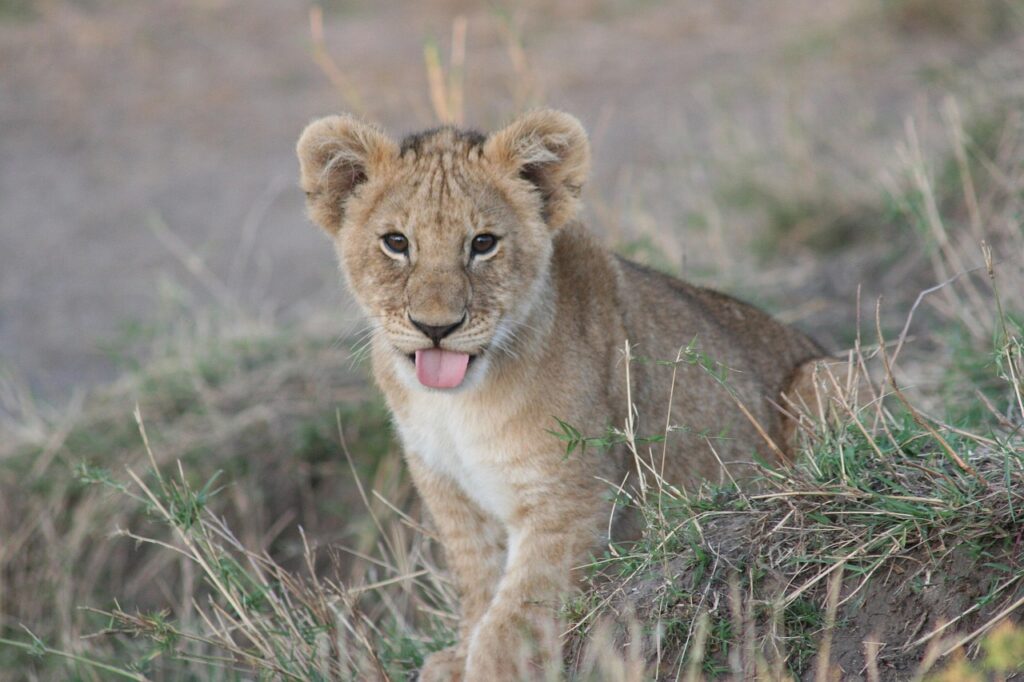 baby-lion-5173894_1280