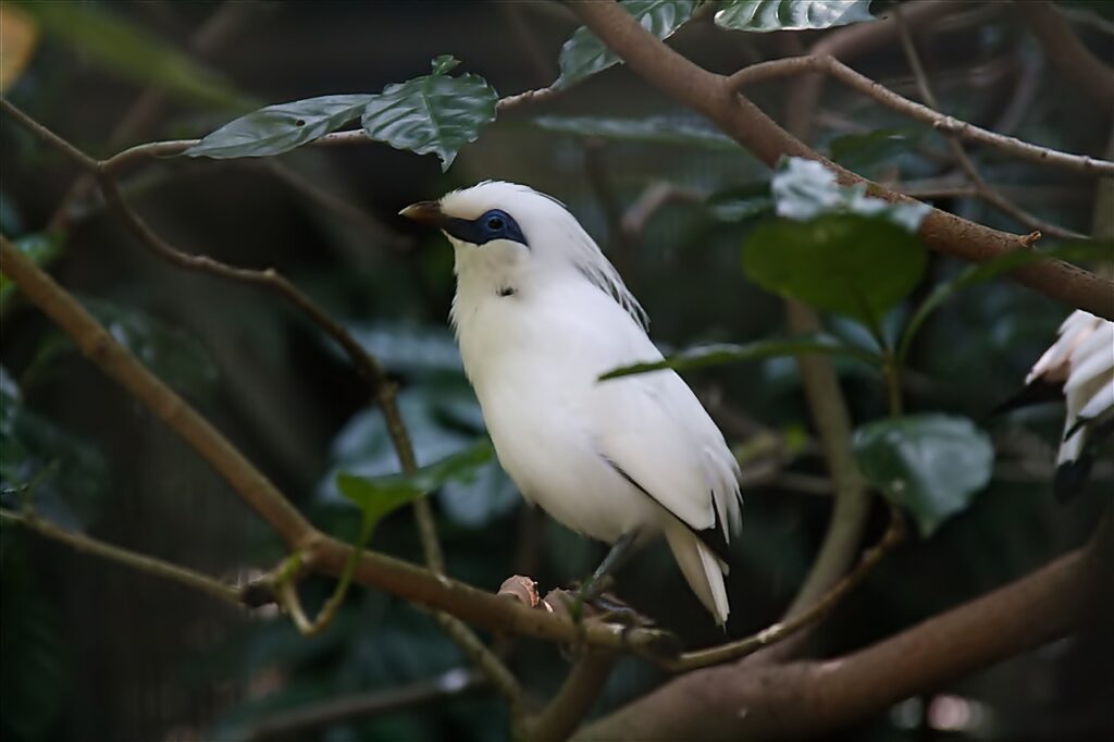 Bali Starlings