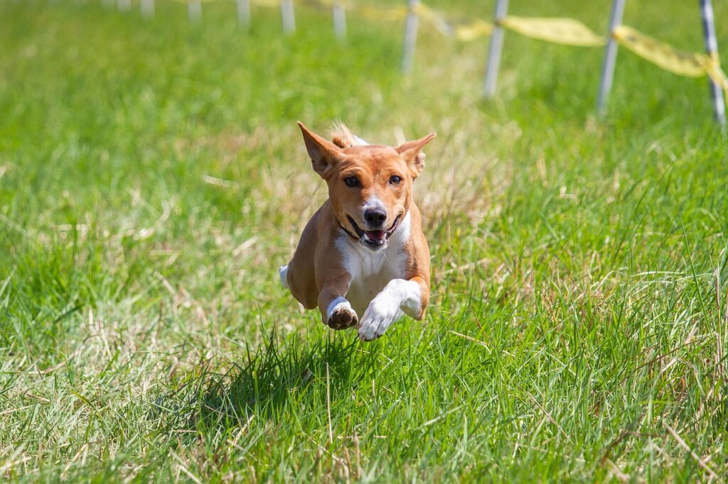 basenji-7043694_1280