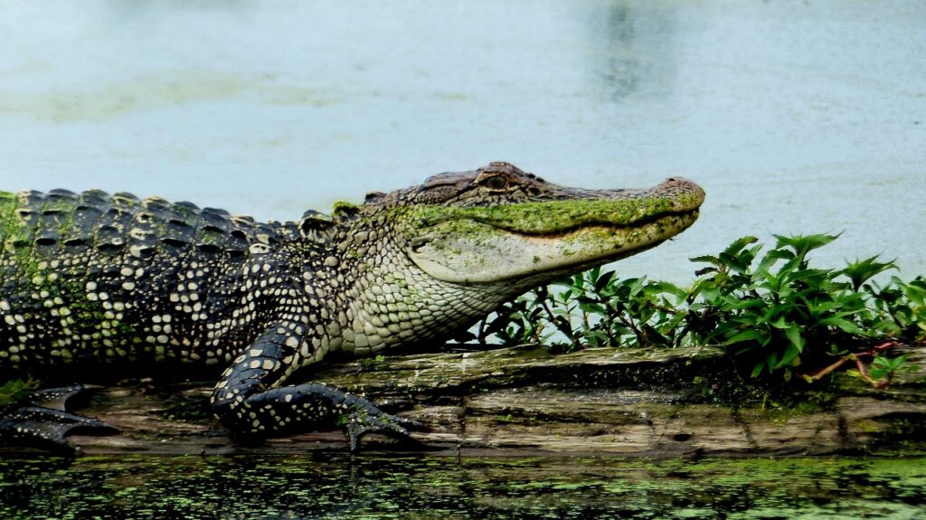 Alligator