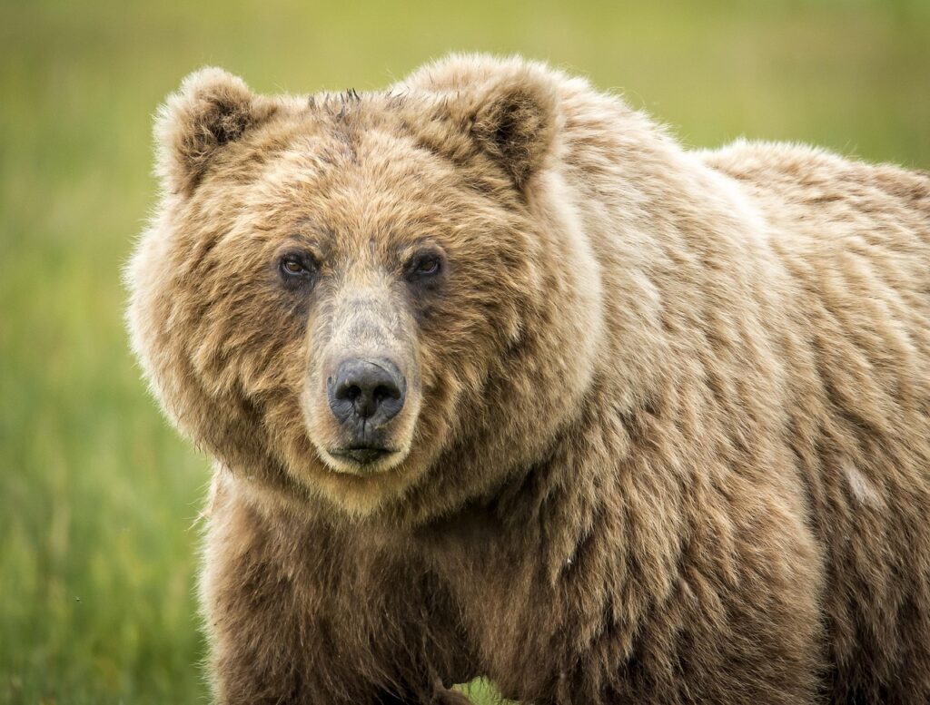 grizzly bear