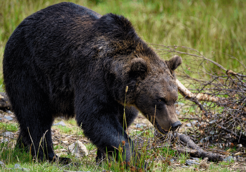 Black wild bear in firest