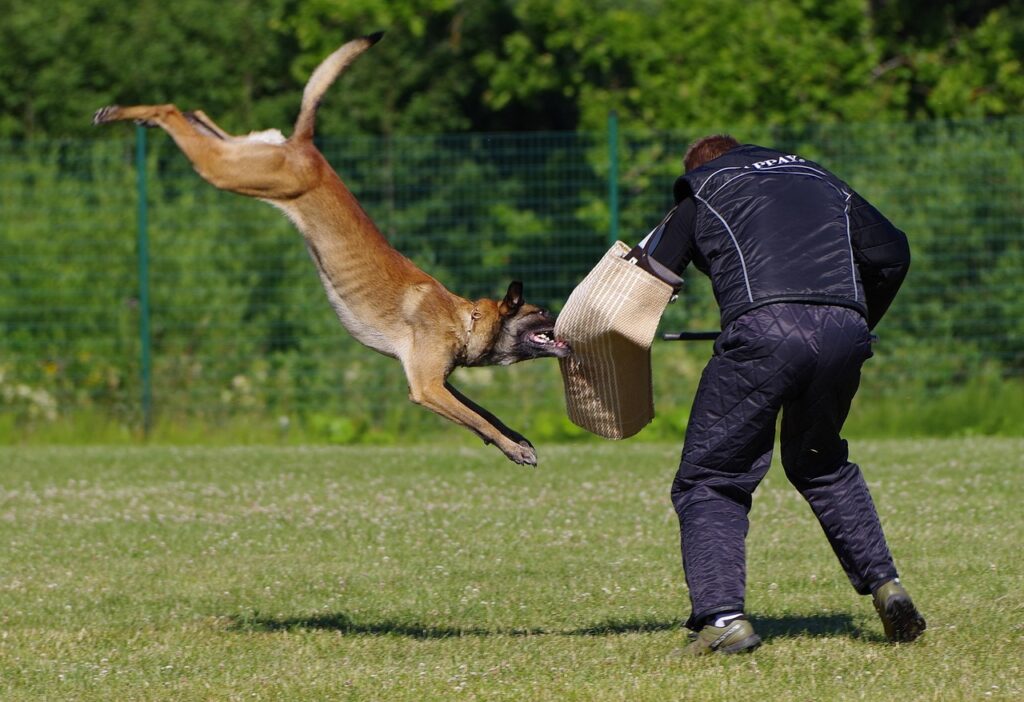 Belgian Shepherd Malinois