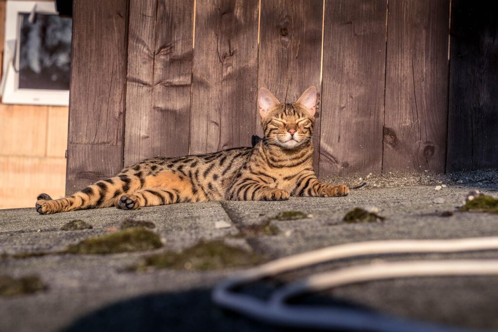 Bengal
