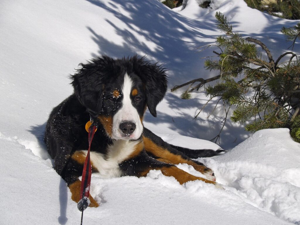 Bernese Mountain Dog