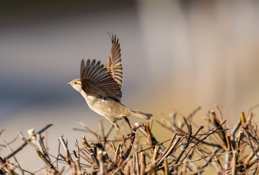 Sparrow