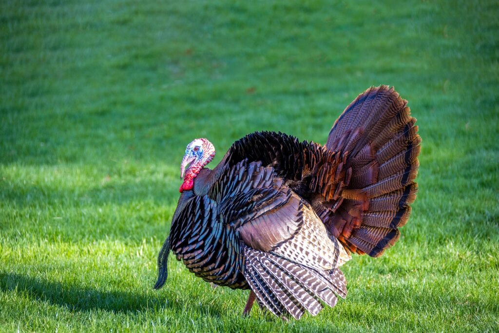 wild turkey