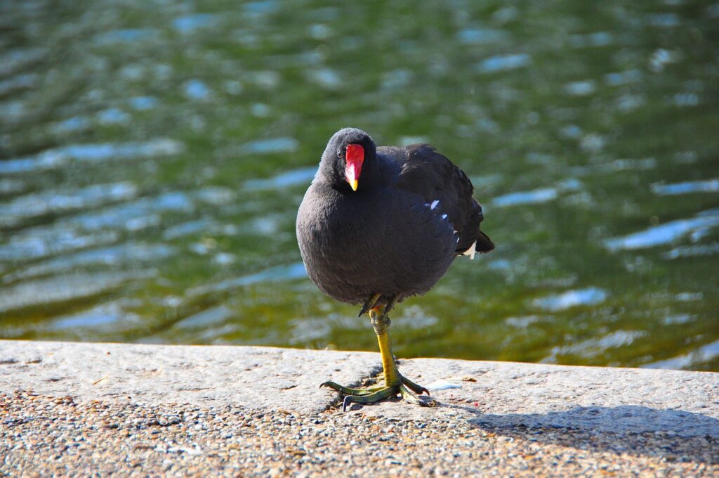Purple Gallinule