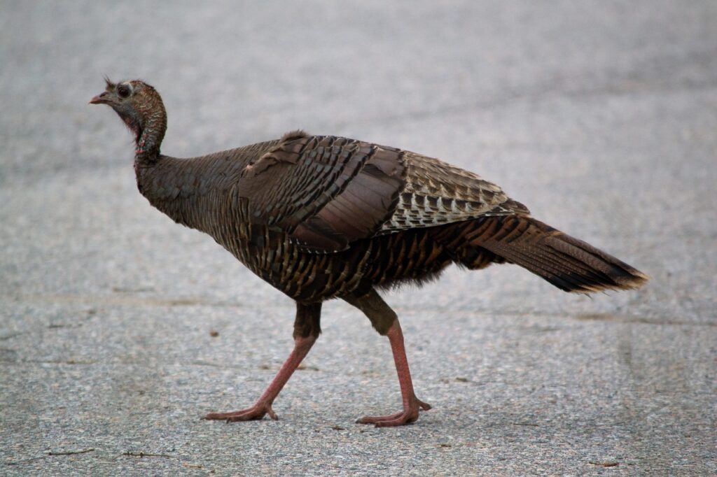 wild turkey