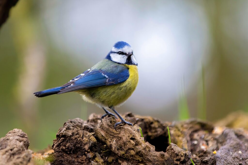 Blue Tits Nesting