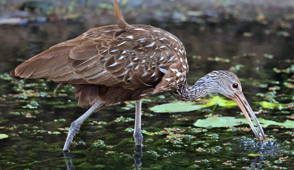 Limpkin