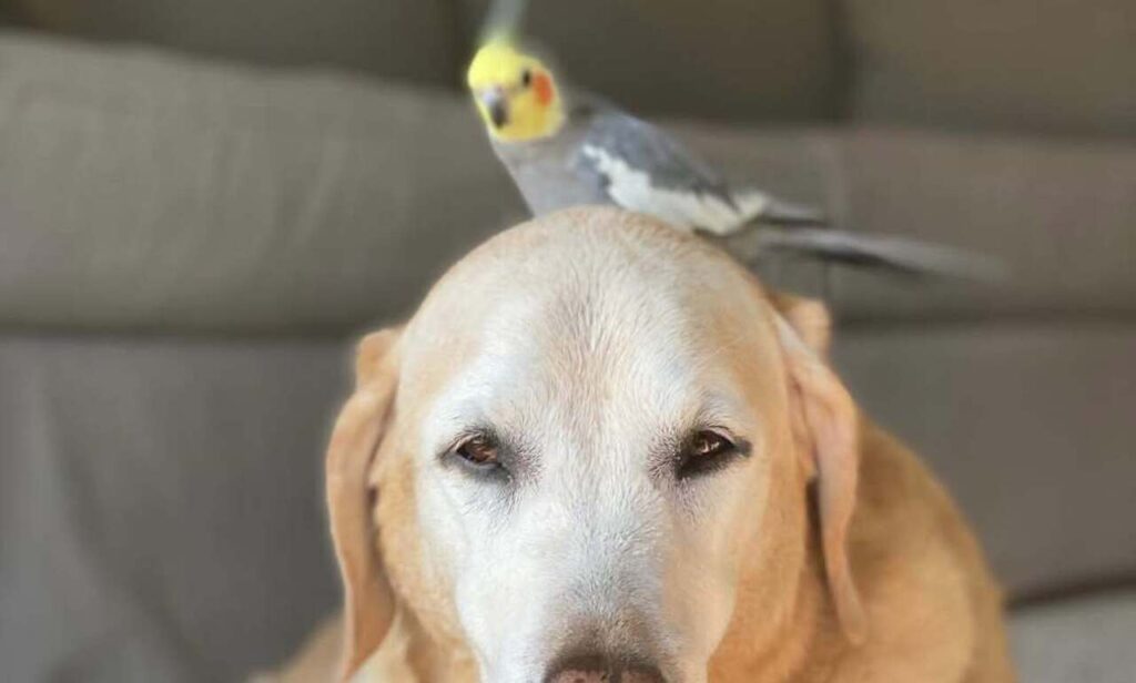  A Parrot and a dog