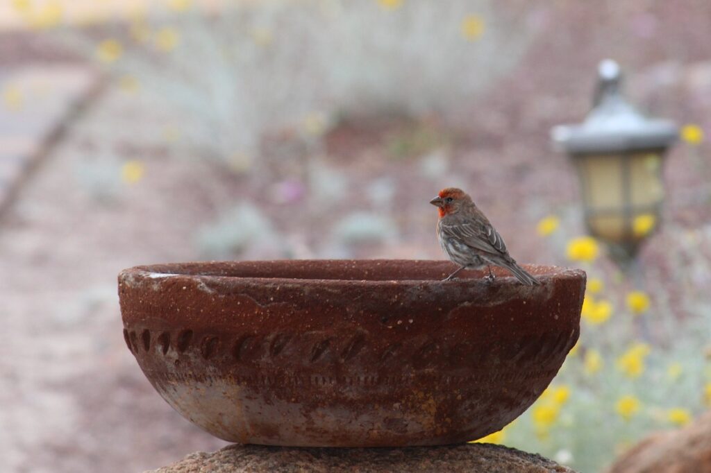 robin