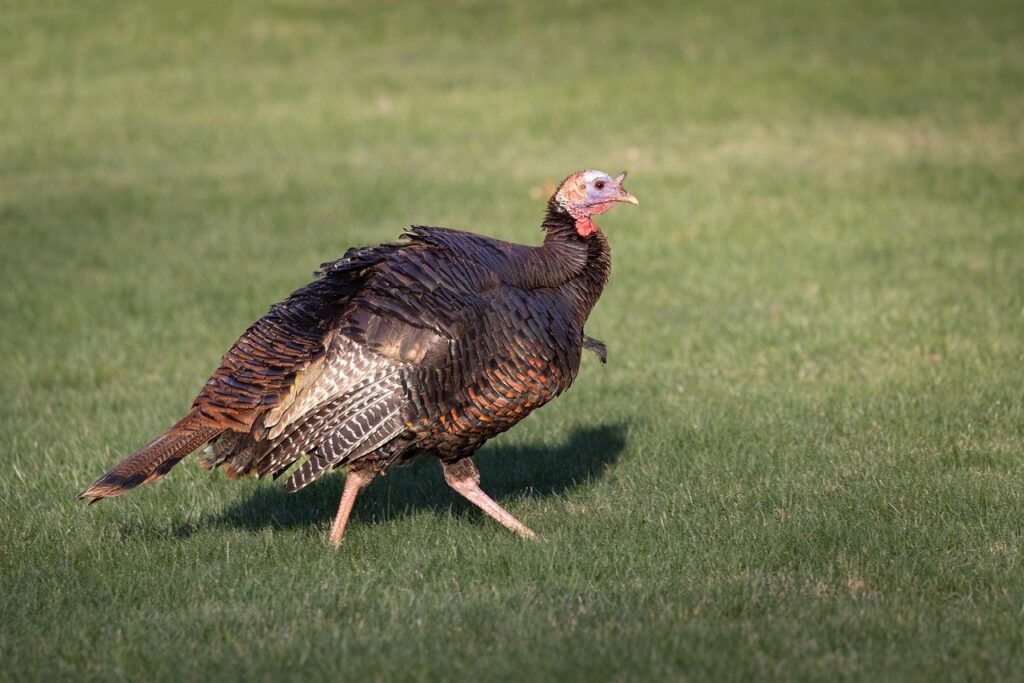 wild turkey