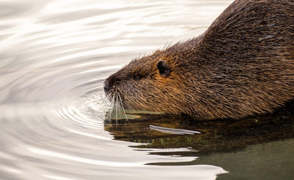 A Beaver in a river