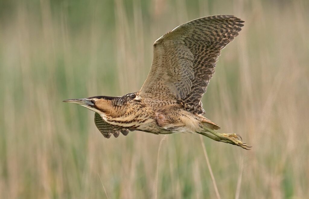 American Bittern