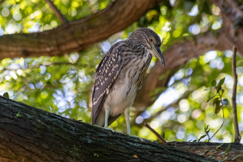 Black-Crowned Night Heron