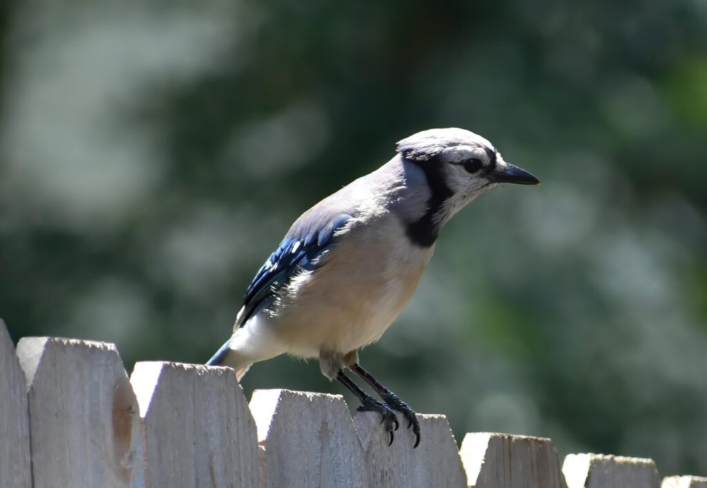 Blue jay